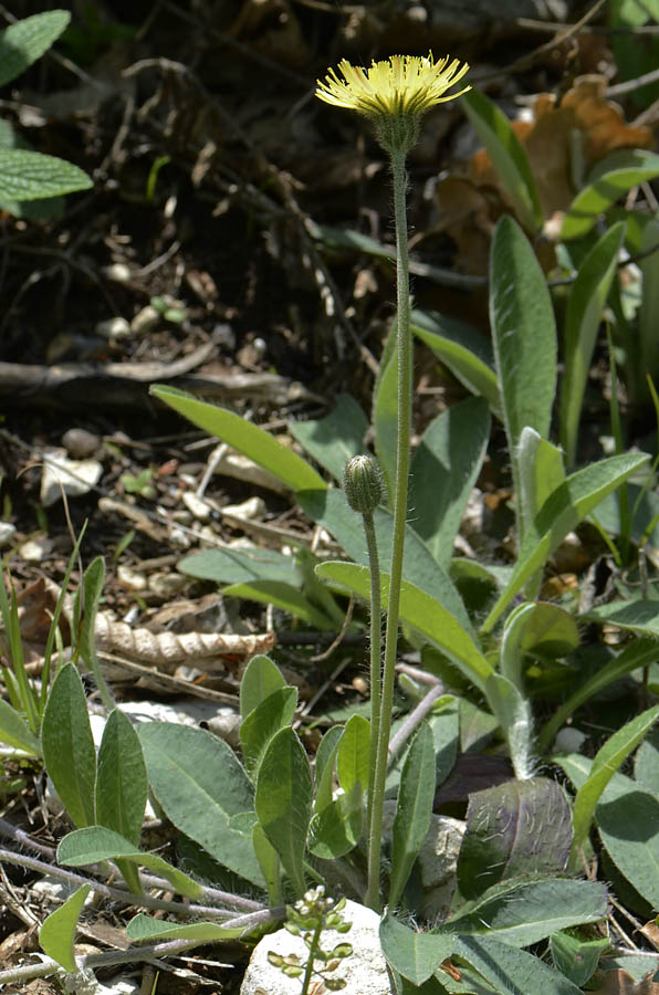 Pilosella officinarum (= Hieracium pilosella) / Pelosella